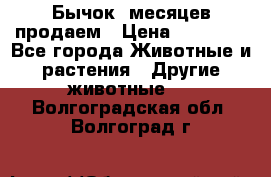 Бычок 6месяцев продаем › Цена ­ 20 000 - Все города Животные и растения » Другие животные   . Волгоградская обл.,Волгоград г.